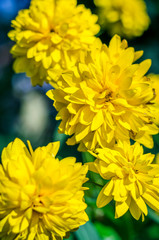 yellow heliopsis flowers in the garden