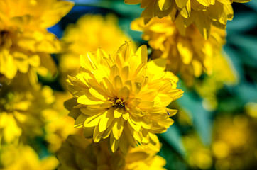 yellow heliopsis flowers in the garden