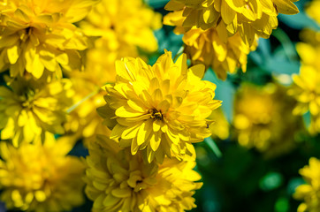 yellow heliopsis flowers in the garden