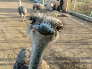 Tuinposter  Funny ostriches on an ostrich farm © Denis Darcraft