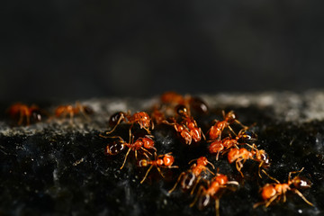Red ants on the black granite surface