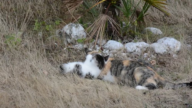 Chatte et son chaton - Tendresses maternelles	