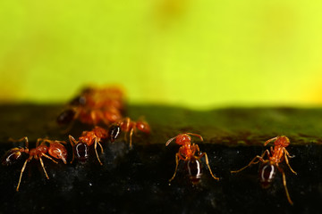 Red ants on the black granite surface