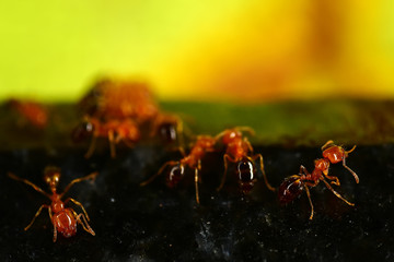 Red ants on the black granite surface