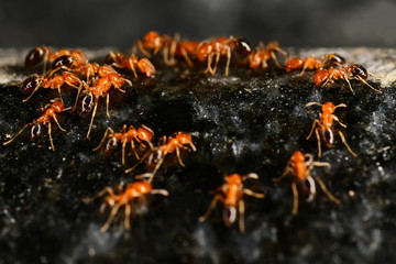 Red ants on the black granite surface