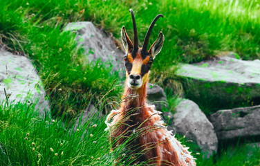 Wild alpine goat portraiture, green mountain nature on the background.