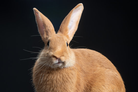 Coniglio fulvo di borgogna