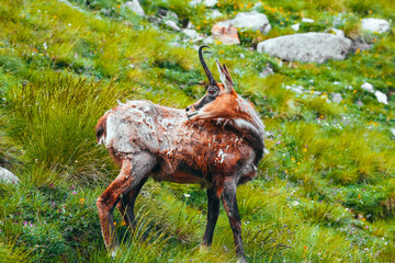 Wild alpine goat portraiture, green mountain nature on the background.