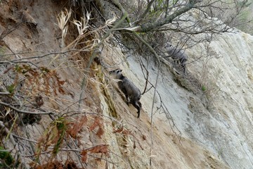 《十二湖の四季》青森県深浦町