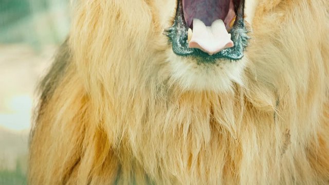 Adult male lion yawns, mouth wide open with fangs
