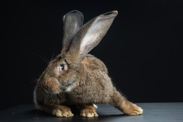 Coniglio gigante di Fiandra,
