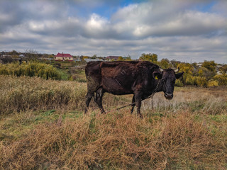 A cow grazes in a meadow in the countryside