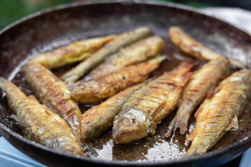 freshly cooked fish. rosy fried fish lies in a pan.