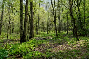《十二湖の四季》青森県深浦町