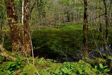 《十二湖の四季》青森県深浦町