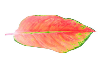 Red leaves of the Aurora tree on a white background  clipping path