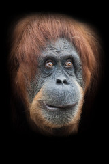 thoughtfulness and cunning plan. Face  a smart orangutan isolated on black background