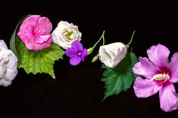 Black background with raspberry oleander on leaves,white Lisianthus with buds, small violets  and purple hibiscus
