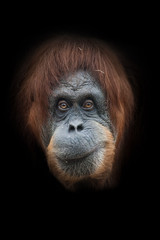 Experienced and ironic, grin. Face  a smart orangutan isolated on black background © Mikhail Semenov
