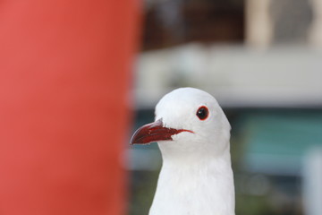 Portrait einer Möve
