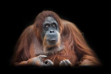 boss or chairman. Face  a smart orangutan isolated on black background