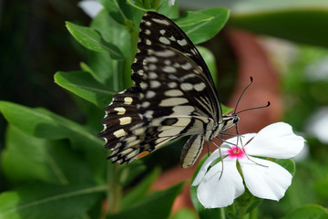 Monarch butterfly on a flower