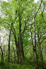 《十二湖の四季》青森県深浦町