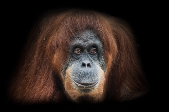 the joker grins Face  a smart orangutan isolated on black background