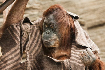 clothes (cape) of a smart orangutan of a female similar to a wanderer.