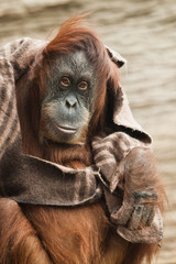 clothes (cape) of a smart orangutan of a female similar to a wanderer.