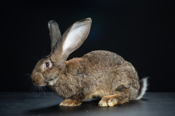 Coniglio gigante di Fiandra