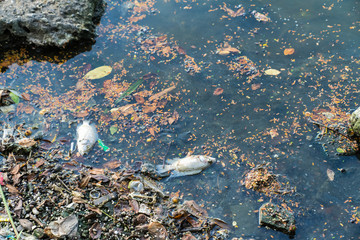 Dead fish on the river. Dark water pollution