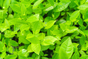 Naklejka na ściany i meble Fresh green tea leaves and buds in a tea plantation in morning