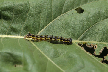 caterpillar