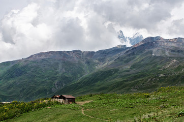  Seed of piglets grazes on grass in mountains, Caucasus Mountains, Svaneti, Georgia, colorful Svaneti, Caucasian village, mountain landscape