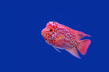  Beautiful Cichlids on a blue background.