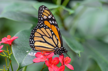 monarchfalter