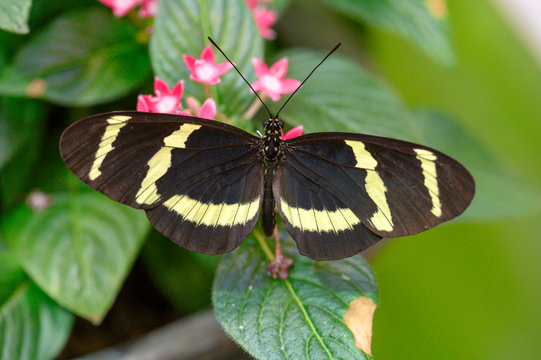 zebrafalter