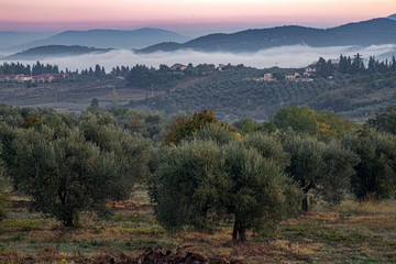 Tuscany fields and olive groves at sunrise