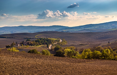 Tuscany fields and olive groves at sunrise