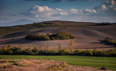 Tuscany fields and olive groves at sunrise
