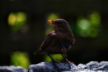 Blackbird female standing on the rim of a bird bath