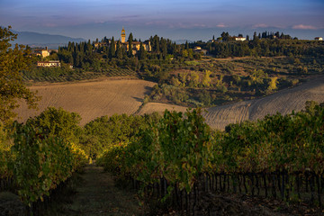 Tuscany fields and olive groves at sunrise
