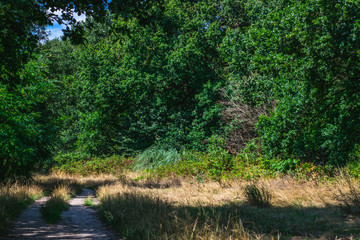 Path In Dutch Forest during summer