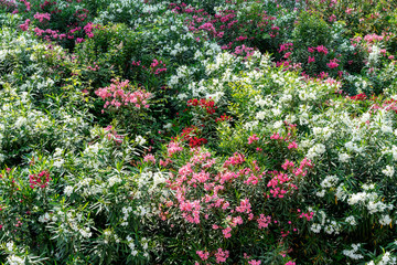 Blühender Oleander Rot Weiss 