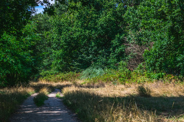Fototapeta na wymiar Path In Dutch Forest during summer