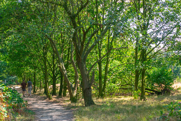 Walking in Dutch forest Gelderland