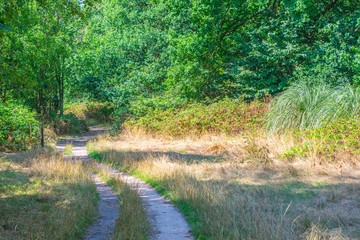 Path In Dutch Forest during summer