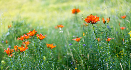 Bunte Blumenwiese in den Bergen Venetiens