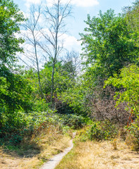 A Path In Dutch Forest